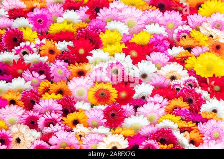 Collage of white, orange, yellow, red and pink blooming gerbera flowers Stock Photo