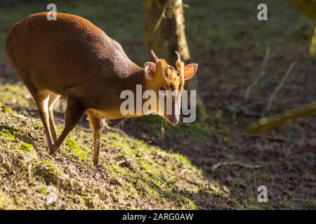Muntjac deer Muntiacus reevesi smallest British deer. Male has small antlers and long canines projecting like tusks. Winter at British wildlife centre Stock Photo