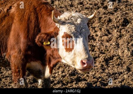 Leisure farmers, the Eschmann couple, offer cow cuddling for stressed city dwellers on their farm in Nümbrecht-Berkenroth near Cologne. Visitors can stroke, brush or cuddle the cows and oxen. Stock Photo