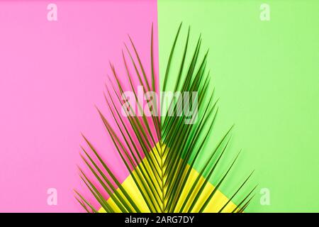 Green Tropical leaves palm tree on color background with space for text. Top view, flat lay. Sunny summer Still life. Bright Sweet fashion Style. Surr