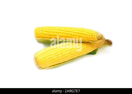 Two Ripe open corns on the cob, corncob isolated on white background as package design element Stock Photo