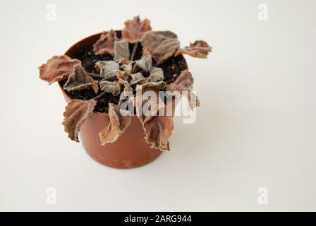 Dead dry plant Saintpaulia ionantha in pot on white background Stock Photo