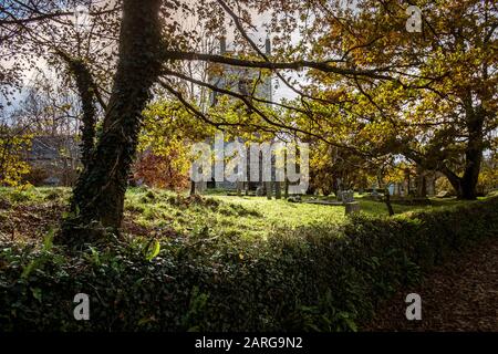 Trees in Colan Church graveyard in Newquay in Cornwall. Stock Photo