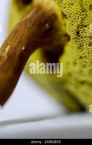 close up of the mushroom bottom with lamellar and stalk Stock Photo