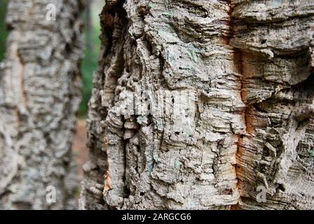 Сork tree bark close up Stock Photo