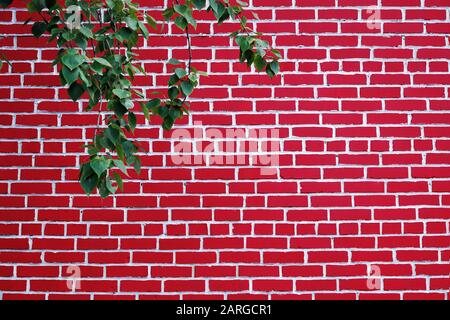 Bright red and white brick wall. Tree branch with green leaves in left upper corner. Stock Photo