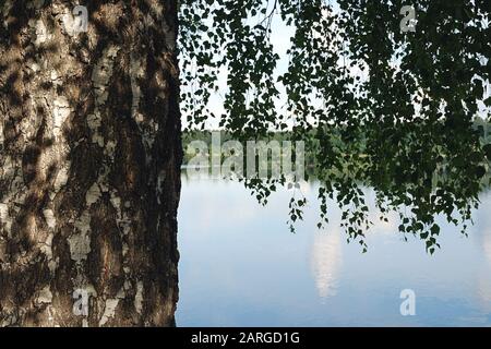 Close-up of relic birch tree trunk in the shadow of foliage against still water surface background. Old birch grove by the river or lake in national p Stock Photo
