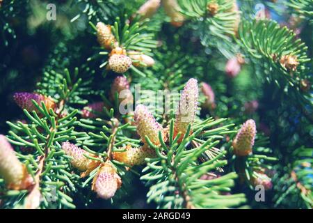 Evergreen pine tree branches blooming in sunlight Stock Photo