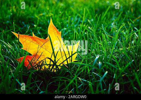 Single bright fallen autumn maple leaf in green grass Stock Photo