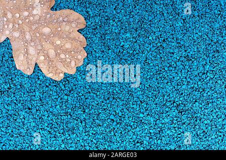 One fallen oak leaf with raindrops on blue rubber road coating in autumn park. Copy space for your text. Stock Photo
