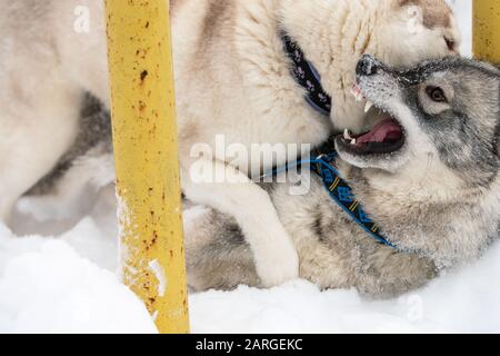 Playing Dogs On Snow. Husky Dogs Jump, Bite, Fight. Friendly Two