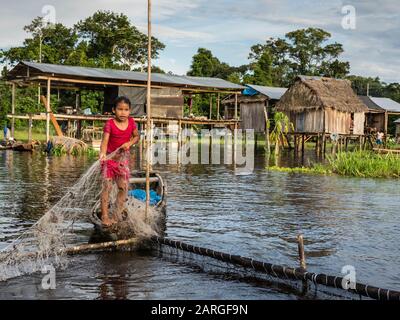 A young girl gathering catfish from the family fishing pen on Rio El Dorado, Amazon Basin, Loreto, Peru, South America Stock Photo