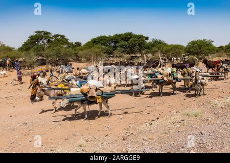 Caravan of Peul nomads with their animals in the Sahel of Niger, West ...