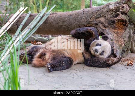 View of Giant Panda in the Dujiangyan Panda Base, Chengdu, Sichuan Province, People's Republic of China, Asia Stock Photo
