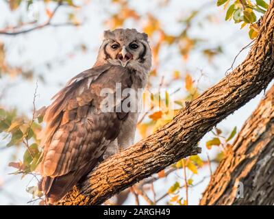 A young Verreaux's eagle-owl (Bubo lacteus), in Chobe National Park, Botswana, Africa Stock Photo