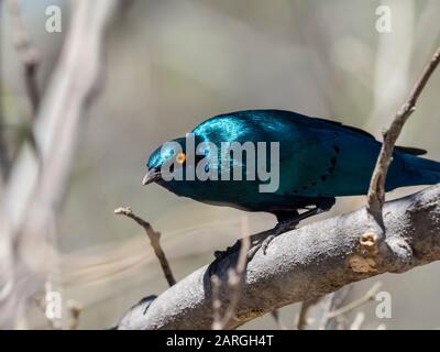 Adult greater blue-eared starling (Lamprotornis chalybaeus), in Chobe National Park, Botswana, Africa Stock Photo
