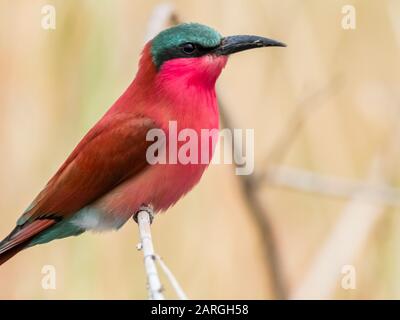 An adult southern carmine bee-eater (Merops nubicoides), in Chobe National Park, Botswana, Africa Stock Photo