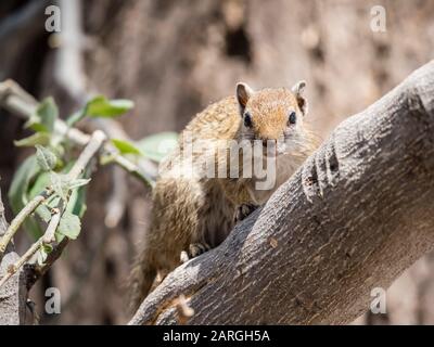 Adult tree squirrel (Paraxerus cepapi) in the Okavango Delta, Botswana, Africa Stock Photo