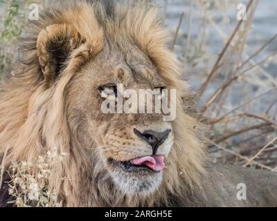 Adult male lion (Panthera leo), in the Okavango Delta, Botswana, Africa Stock Photo