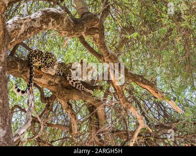 An adult leopard (Panthera pardus), feeding on a warthog it dragged up in a tree in Chobe National Park, Botswana, Africa Stock Photo