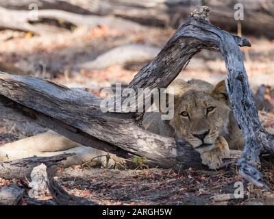 An adult lioness (Panthera leo), head detail in Chobe National Park, Botswana, Africa Stock Photo