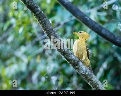 An adult female cream-colored woodpecker (Celeus flavus), Lake Clavero, Amazon Basin, Loreto, Peru, South America Stock Photo