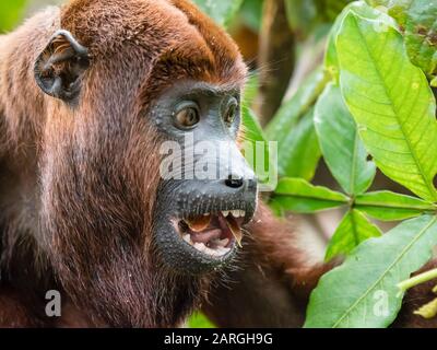 Adult male red howler monkey (Alouatta seniculus), in the village of San Francisco, Amazon Basin, Peru, South America Stock Photo