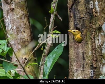 An adult female cream-colored woodpecker (Celeus flavus), Lake Clavero, Amazon Basin, Loreto, Peru, South America Stock Photo