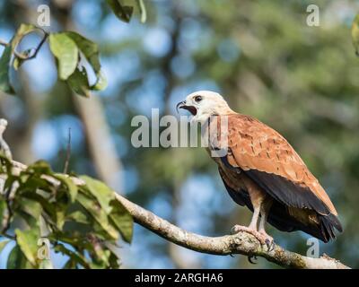 An adult black-collared hawk (Busarellus nigricollis), Nauta Cano, Pacaya-Samiria Reserve, Peru, South America Stock Photo