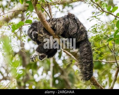 An adult monk saki monkey (Pithecia monachus), near the Oxbow lake Atun Poza, Iquitos, Peru, South America Stock Photo