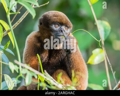 An adult common woolly monkey (Lagothrix lagothricha), on Pacalpa Cano, Pacaya Samiria Reserve, Peru, South America Stock Photo