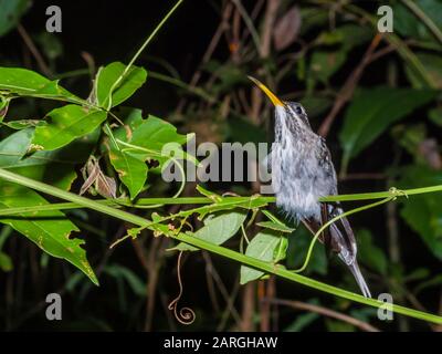 An adult long-tailed hermit (Phaethornis superciliosus), in Nauta Cano at night, Pacaya-Samiria Reserve, Nauta, Peru, South America Stock Photo