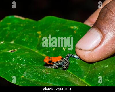 An adult red-backed poison frog (Ranitomeya reticulata) on the Maranon River, near Iquitos, Peru, South America