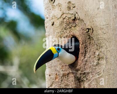 An adult white-throated toucan (Ramphastos tucanus), in Magdalena Creek, Amazon Basin, Loreto, Peru, South America Stock Photo