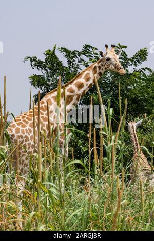 West African giraffes (Giraffa camelopardalis peralta), Koure, Niger, West Africa, Africa Stock Photo