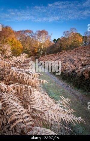 Autumn sunlight and hoar frost on trees and woodland at Birch Hagg Wodd in Farndale, The North Yorkshire Moors, Yorkshire, England, United Kingdom Stock Photo