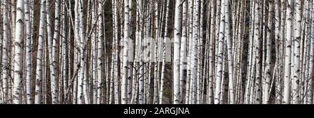 Many birches in the forest in a sunny spring day as background Stock Photo