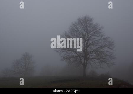 silhouette of a lone tree in the winter fog Stock Photo
