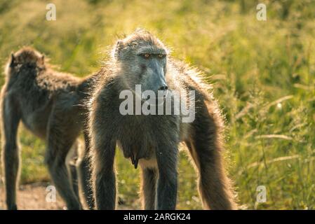 Impressive baboon with beautiful natural lighting in Kruger National Park, South Africa Stock Photo