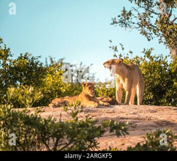 Lioness roars. Sunset in South Africa's wilderness with lion cub. Stock Photo