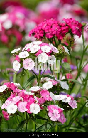 Close-up of multicoloured flowers of Dianthus Sweet William, also called Dianthus barbatus or bearded pink Stock Photo