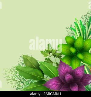 Square banner with realistic fresh herbs on white background. Popular culinary plants, red and green basil, rosemary, parsley. Illustration for Organi Stock Vector