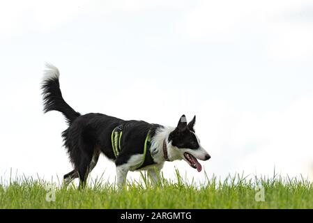 beautiful Border Collie on a green meadow outside in the nature in front of white sky background Stock Photo
