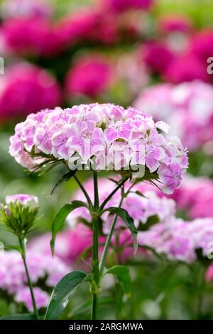 Close-up of multicoloured flowers of Dianthus Sweet William, also called Dianthus barbatus or bearded pink Stock Photo