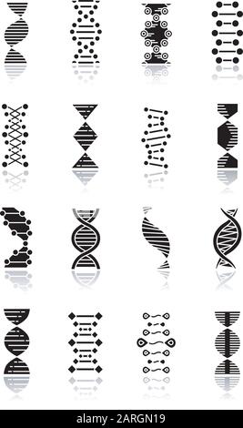 DNA helix drop shadow black glyph icons set. Deoxyribonucleic, nucleic acid structure. Spiraling strands. Chromosome. Molecular biology. Genetic code. Stock Vector