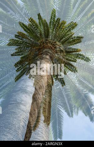 Double exposure of Phoenix dactylifera date palm Stock Photo