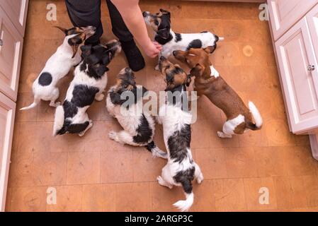 Big group of dogs is hand fed. Many obedient Jack Russell Terrier doggies indoors Stock Photo