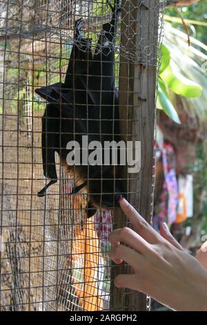 Rescued Seychelles fruit bat in cage, La Digue, Seychelles. Stock Photo