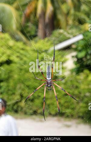 Red-legged golden orb-weaver spider standing on web, La Digue, Seychelles. Stock Photo