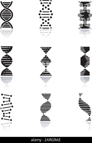 DNA spirals drop shadow black glyph icons set. Deoxyribonucleic, nucleic acid helix. Spiraling strands. Chromosome. Molecular biology. Genetic code. G Stock Vector